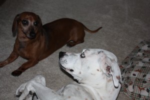 Snickers, on the left, and Alex, on the right.