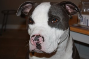 A Perfect Pit Bull Ambassador