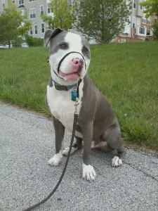 Kingston Wearing a Gentle Leader