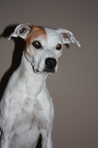 Alex, My Walking Partner