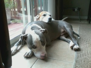 Kingston and Alex Relaxing in The Kitchen