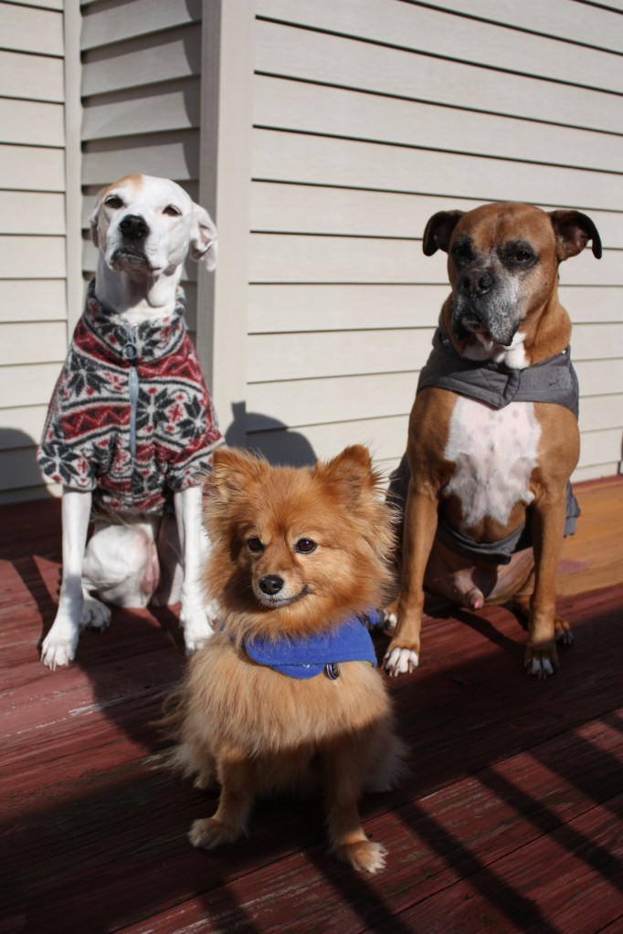 Alex, Roxy and Jupiter (from L to R)