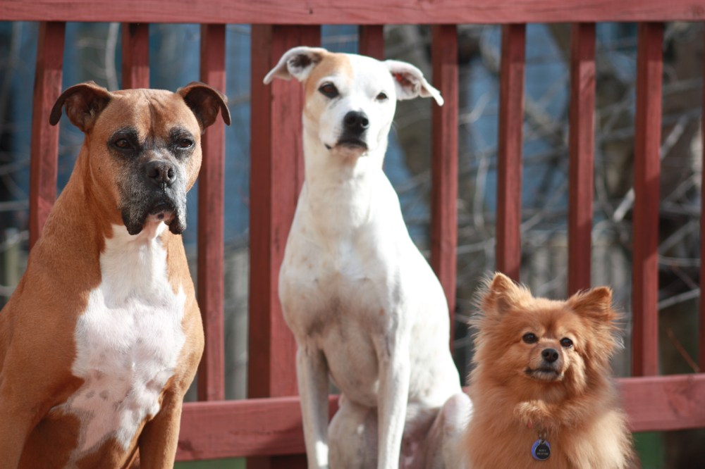 Jupiter, Alex and Roxy. (from L to R)