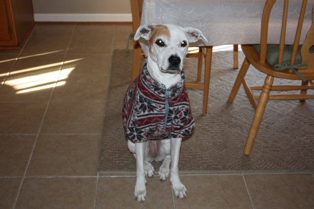 Alex, "Fine, I'll pose for the picture since I feel more like a popsicle than a dog."