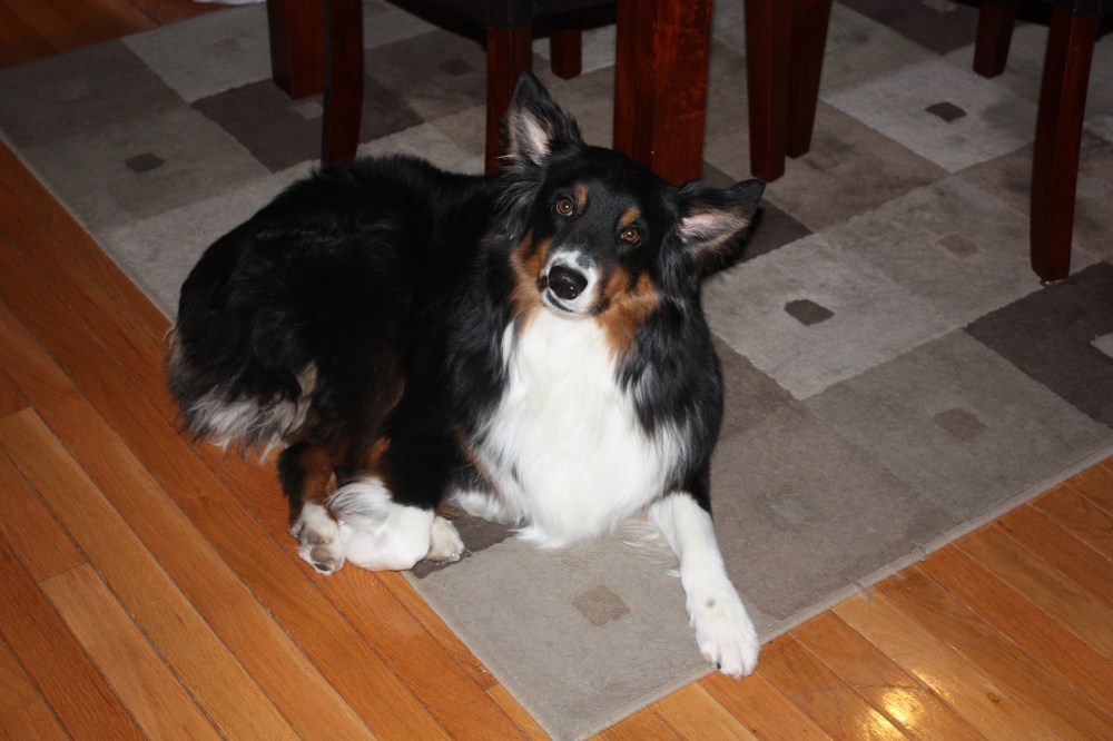 Walter, our sous chef and guard dog