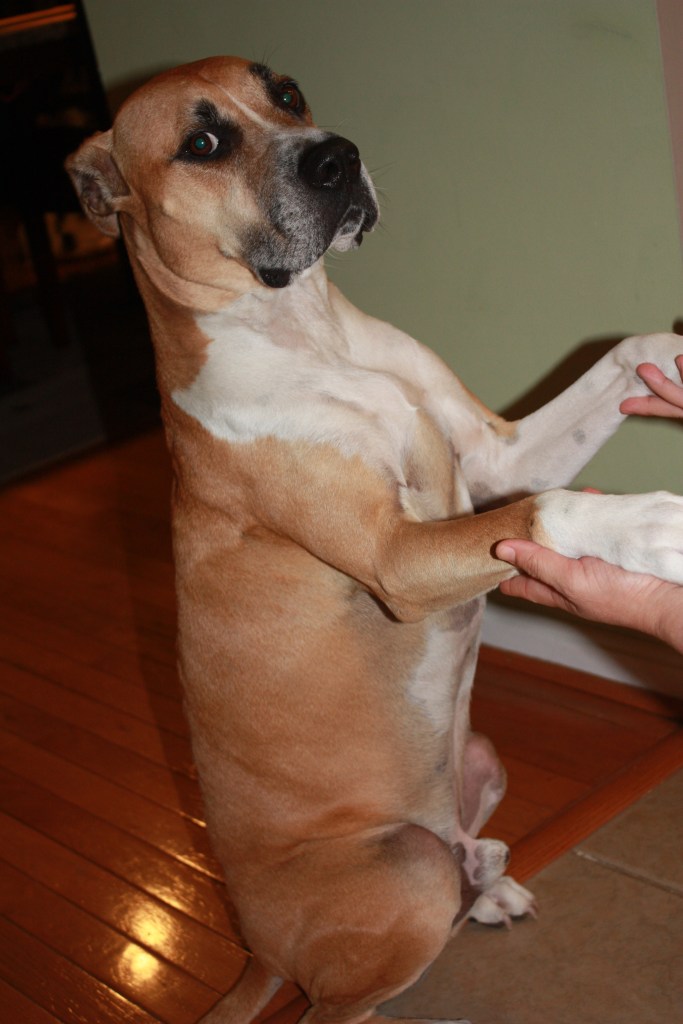 Dexter, sitting pretty