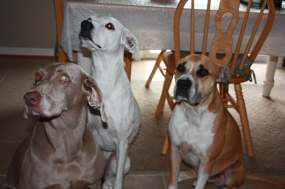 Sarris, Alex, and Dexter (L-R)