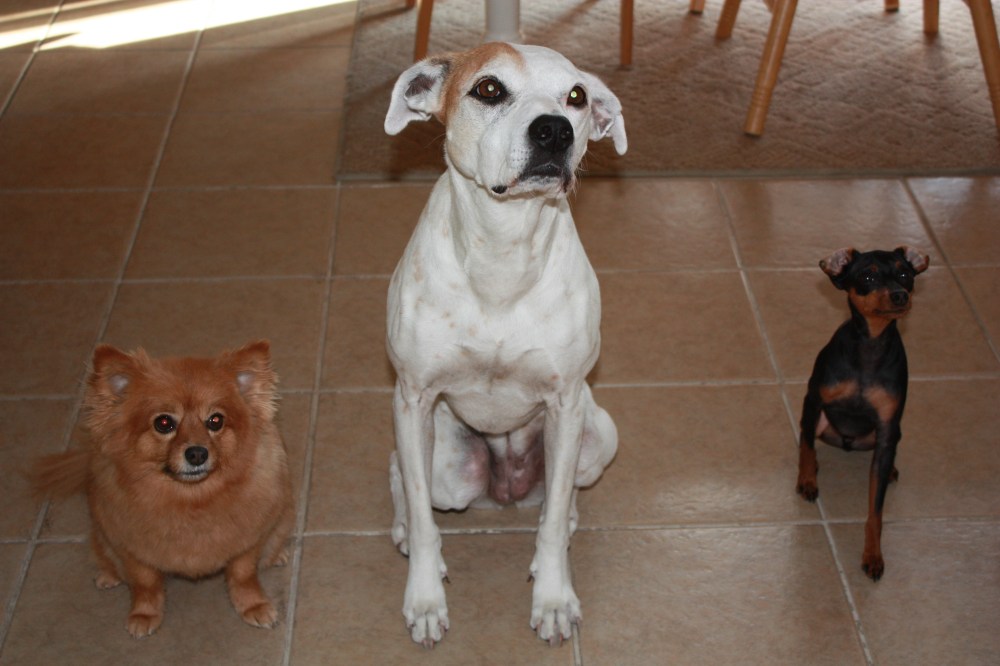 Roxy, Alex, and Gir (L to R)