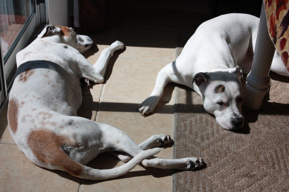 Alex and Bella (L to R)