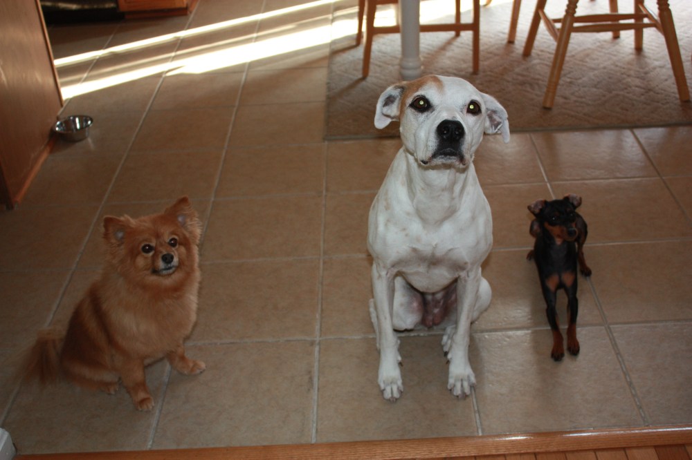 Roxy, Alex, and Gir (L to R)