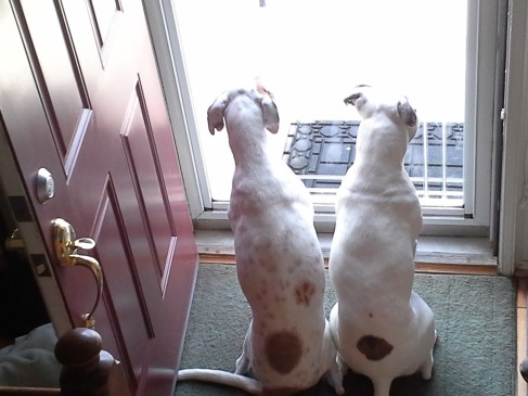 Alex and Bella (L to R)