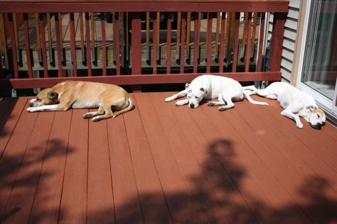 Dexter, Bella, and Alex (L to R)