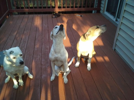 Bella, Alex, and Dexter (L - R) Alex and Dexter to Bella, "Wow!  Something smells delicious."