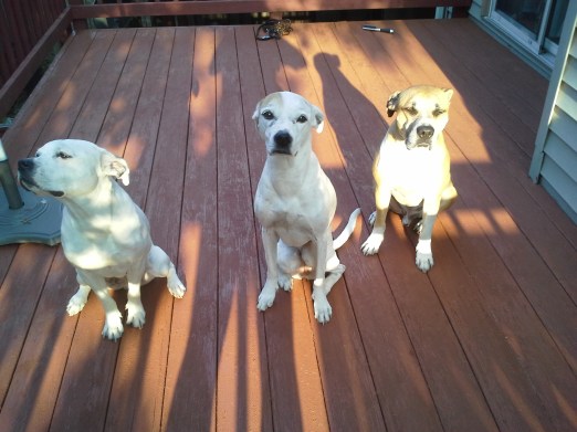 Bella, "Oh, ok., now I can smell it."