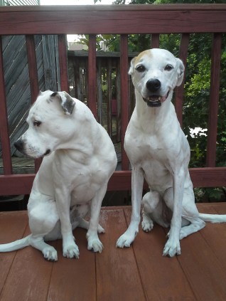 Bella, "I refuse to look at the camera until I get a treat." Alex, "stop it.  You are going to get mom mad."