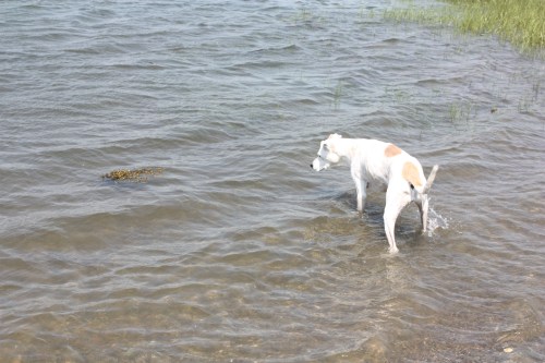 Alex, "Moms, I think I found a water monster."