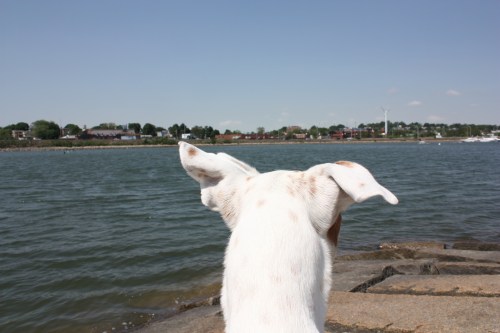 Alex, "I am not afraid of you, sea monster."