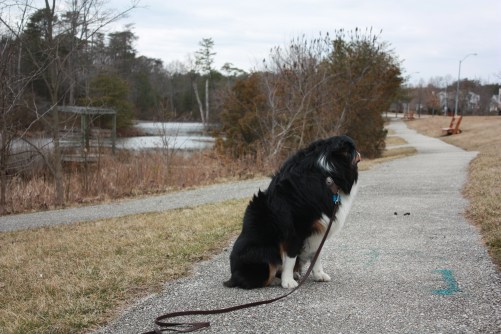 Walter, a handsome Australian Shepherd.