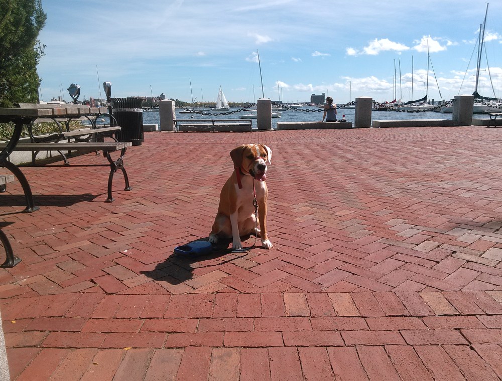 north-end-boston-sept-17-20162